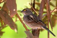 Grassland  sparrow