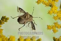 Stink bug ( Rhaphigaster nebulosa ) stock photo