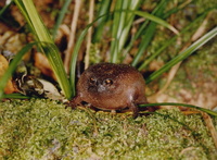 : Breviceps fuscus; Plain Rain Frog