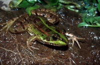 : Rana perezi; Iberian Green Frog