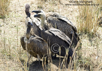 : Gyps africanus; White-backed Vulture