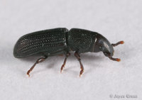 : Rhyncolus sp.