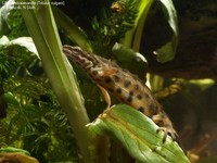 Lille vandsalamander (Triturus vulgaris) Foto/billede af