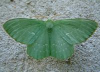 Geometra papilionaria - Large Emerald