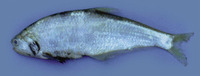 Setipinna melanochir, Dusky-hairfin anchovy: fisheries
