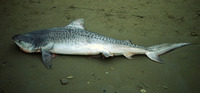 Galeocerdo cuvier, Tiger shark: fisheries, gamefish