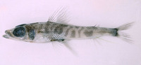 Chlorophthalmus agassizi, Shortnose greeneye: fisheries