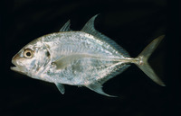 Carangoides chrysophrys, Longnose trevally: fisheries, gamefish