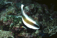 Heniochus chrysostomus, Threeband pennantfish: fisheries, aquarium