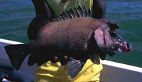 Plectorhinchus macrolepis, Biglip grunt: fisheries