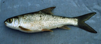 Acapoeta tanganicae, : fisheries