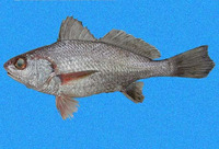 Umbrina bussingi, Bussing's drum: fisheries