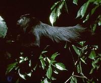 Image of: Alouatta (howler monkeys)