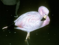 Phoenicoparrus andinus - Andean Flamingo