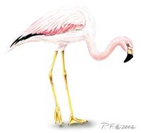 Image of: phoenicoparrus andinus (Andean flamingo)