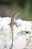 Image of: Norops sagrei (brown anole)
