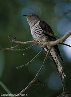 Indian Cuckoo - Cuculus micropterus