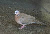 Spotted Dove (Streptopelia chinensis) photo