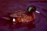 Male Chestnut Teal