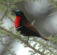 Scarlet-chested Sunbird p.456
