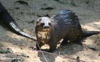 Lutra maculicollis (Spotted-necked otter) on a beach