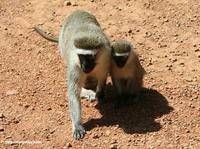 Mother vervet monkey with young