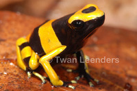 : Dendrobates leucomelas; Yellow-headed Poison Frog