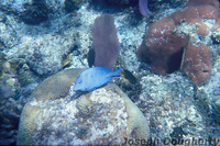 : Acanthurus coeruleus; Caribbean Blue Tang