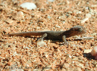 : Pachydactylus labialis; Western Cape Thick-toed Gecko
