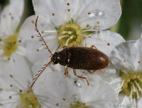: Ptilodactyla sp.