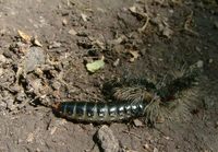 Calosoma sycophanta - Forest Caterpillar Hunter