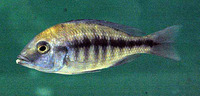 Protomelas annectens, : aquarium
