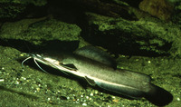 Heterobranchus longifilis, Vundu: fisheries, aquaculture, gamefish