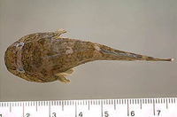 Gobiesox maeandricus, Northern clingfish: aquarium