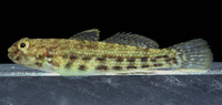 Bathygobius mystacium, Island frillfin: