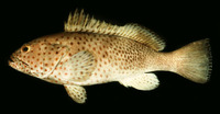 Epinephelus longispinis, Longspine grouper: fisheries