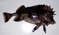 Congiopodus peruvianus, Horsefish: