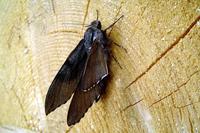 Sphinx pinastri - Pine Hawk-moth