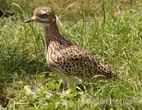 Burhinus capensis - Spotted Thick-knee