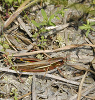 Image of: Melanoplus bivittatus (two-striped grasshopper)