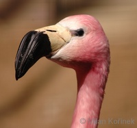 Phoenicoparrus andinus - Andean Flamingo