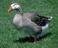 Image of: Anser anser (greylag goose)