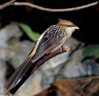 Image of: Guira guira (Guira cuckoo)