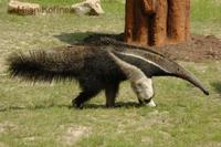Myrmecophaga tridactyla - Giant Anteater
