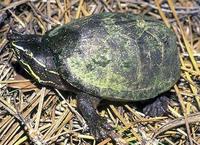 Image of: Sternotherus odoratus (common musk turtle)