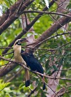 Samar Hornbill - Penelopides samarensis