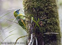 Golden-naped Barbet - Megalaima pulcherrima