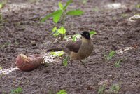 Blackcap Babbler - Turdoides reinwardtii