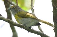 Lemon-chested Greenlet - Hylophilus thoracicus