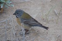Gray-hooded Sierra-Finch - Phrygilus gayi
